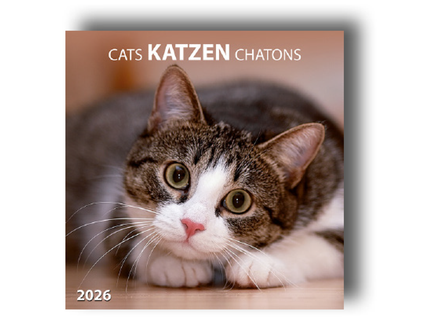 Kalender "Katzen"