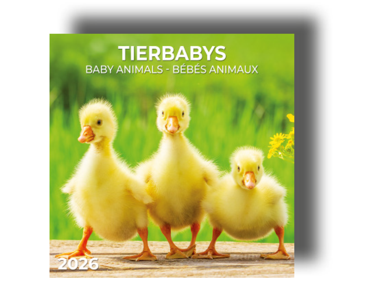 Kalender "Tierbabys"